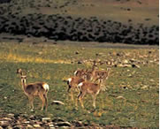 比如天气预报10天