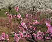 砀山天气预报40天