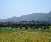 美姑天气预报10天